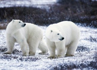 The polar bear spends most of his time - Live positively The polar bear spends most of his time - Live positively